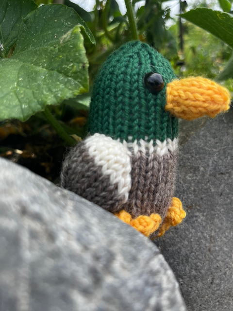 Mallard Duck – Free Amigurumi Knitting Pattern
